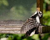 Pic chevelu Hairy Woodpecker