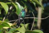 Hummingbird_Broad-billed _HS44642.jpg
