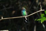 Hummingbird_Broad-billed _HS44675.jpg