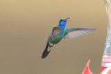 Hummingbird_Broad-billed HS4_6083.jpg