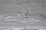 Kittiwake_Black-legged HS4_7836.jpg