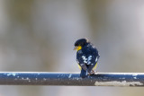 Goldfinch_Lesser HS4_8709.jpg