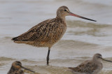 Godwit_Marbled HS5_4137.jpg