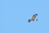 Hawk_Rough-legged HS6_6633.jpg