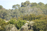 Swallow_Tree 7220.jpg