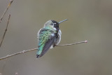 Hummingbird_Annas HS6_7176.jpg
