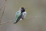 Hummingbird_Annas HS6_7191.jpg