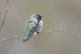 Hummingbird_Annas HS6_7216.jpg