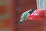 Hummingbird_Annas HS6_7301.jpg
