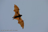 Giant Golden-crowned Flying Fox