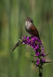 Bruant des marais (Swamp Sparrow)