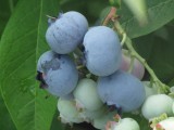 Blueberries Chandler.jpg