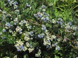 Blueberries starting to ripe.jpg