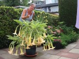 Annie with her Brugmansia.bmp