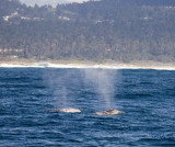 pair of whales 1.jpg