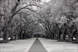 Oak Alley IR