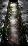 Path of oranges