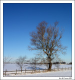 Tree in Winter landscape