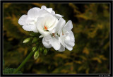 Pelargonie