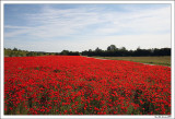 Red field!