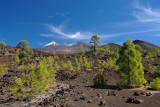 View of Teide from the Upper Pine Forest