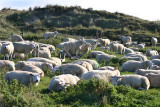 Texel schapen