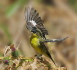 Lesser Goldfinch, male