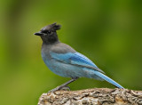 Stellers Jay*