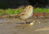 Clay-colored Sparrow, hatch year