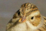 Clay-colored Sparrow, head closeup