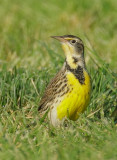 Western Meadowlark