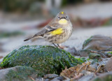 Yellow-rumped Warbler, Audubons, on beach