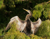 Anhinga, female