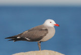 Heermann's Gull