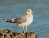 Mew Gull