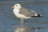 California Gull, adult winter