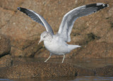 California Gull, winter