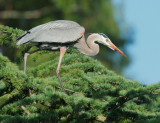 Great Blue Heron