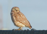 Burrowing Owl