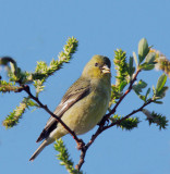 Lesser Goldfinch, female