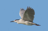 Black-crowned Night-Heron