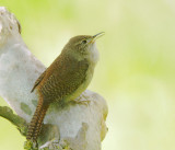 House Wren, male singing