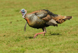 Wild Turkey, male breeding plumage