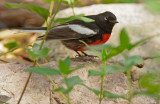 Painted Redstart