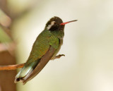 White-eared Hummingbird, male