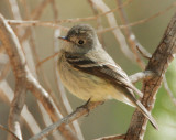 Birds -- Arizona, April 2009, identification queries