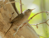 House Wren