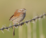 Song Sparrow