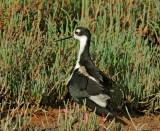 Black-necked Stilts, male carrying chick
