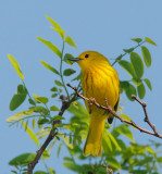 Yellow Warbler, male